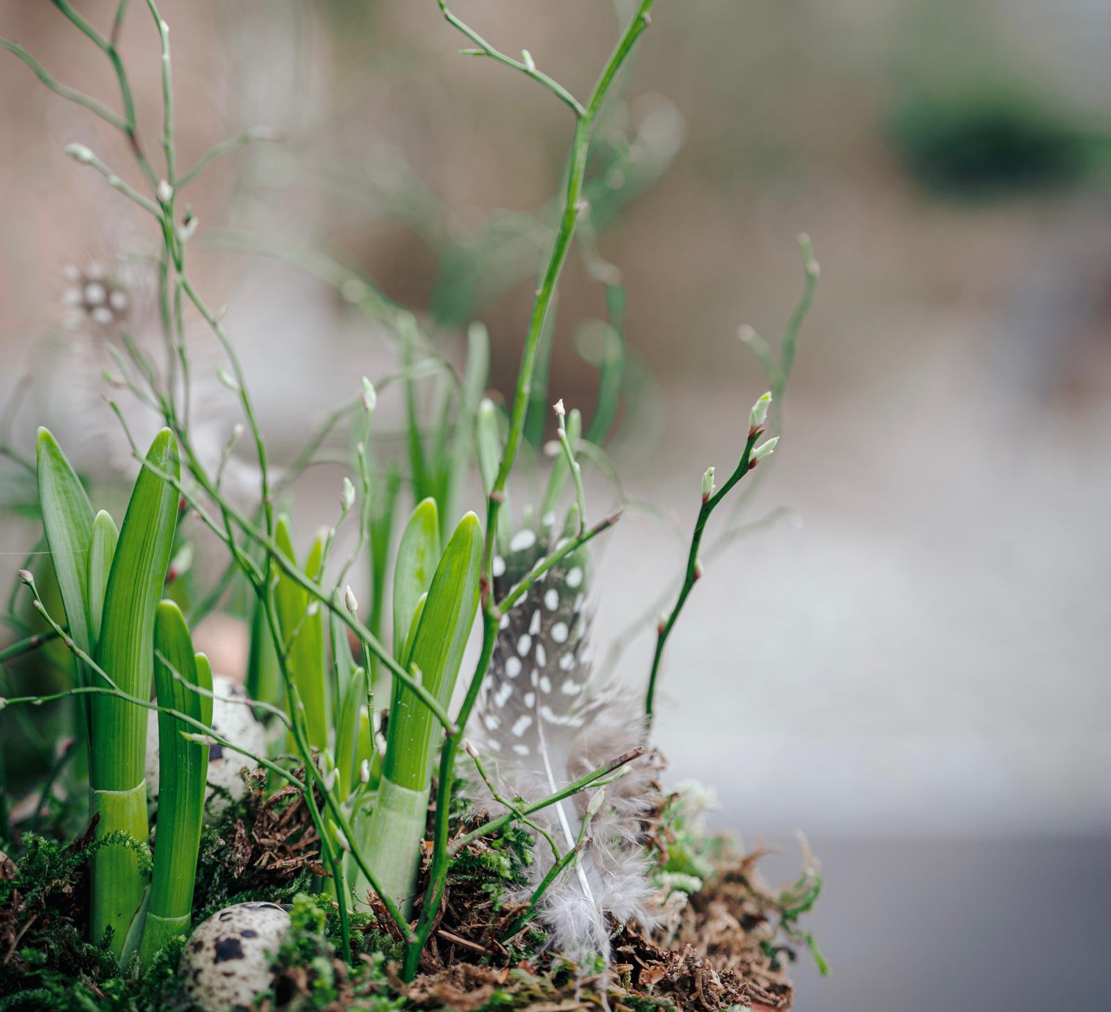 Frühlingsschublade mit Zwiebelpflanzen